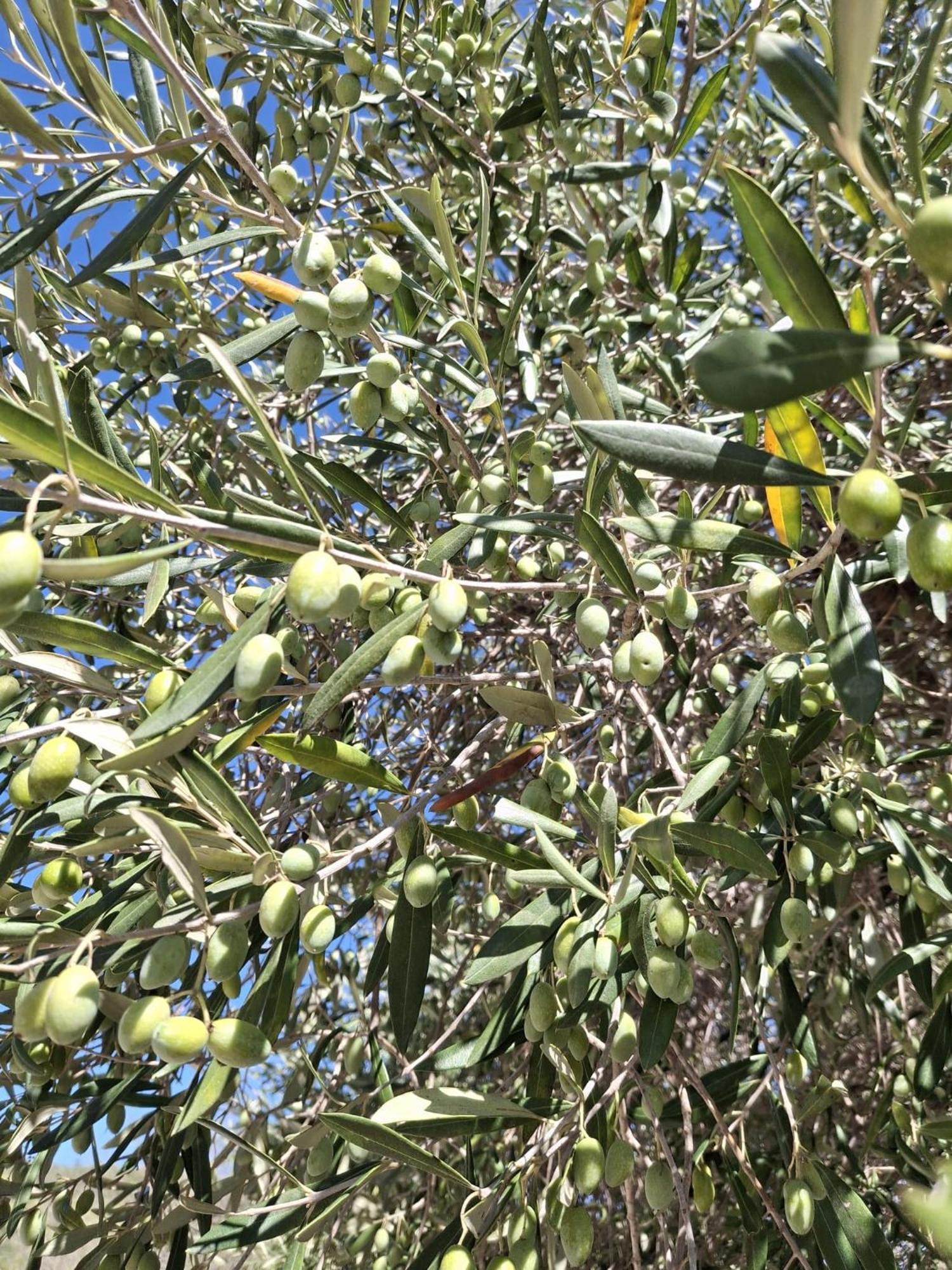מונטקוריצ'ה Tenuta Belvedere Cilento מראה חיצוני תמונה